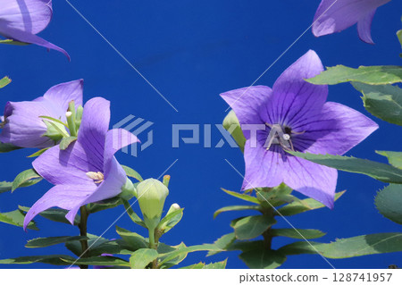菊花的花朵 菊花的花朵 128741957