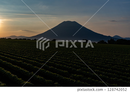 山羊Yotei在早晨發光 山羊Yotei在早晨發光 128742052