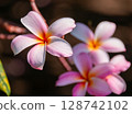 粉紅色的雞蛋花 128742102