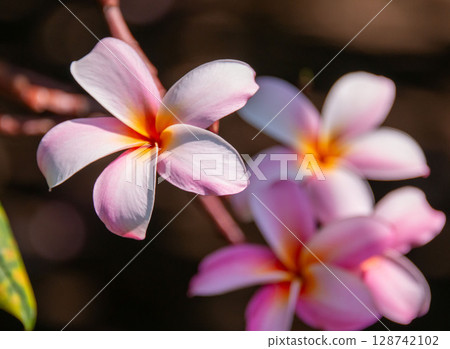 粉紅色的雞蛋花 128742102