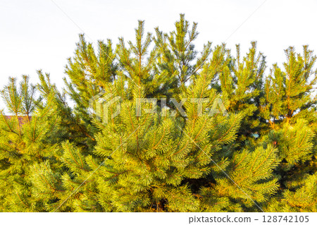 Fir branches and cones with a cloudy sky in Belarus. Fir branches and cones with a cloudy sky in Belarus. 128742105