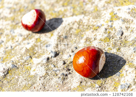 Shiny chestnuts lie on the ground in Brest Belarus. 128742108