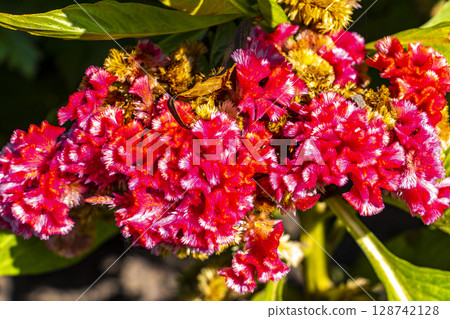 Red purple and pink summer garden plants and flowers Belarus. Red purple and pink summer garden plants and flowers Belarus. 128742128
