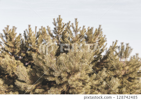 Fir branches and cones with a cloudy sky in Belarus. 128742485
