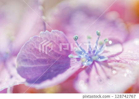 Hydrangea flowers wet in the rain Hydrangea flowers wet in the rain 128742767