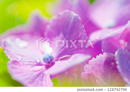 Hydrangea flower still in bud Hydrangea flower still in bud 128742790