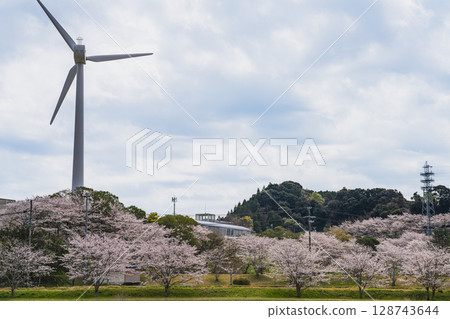 磐田市(靜岡縣)龜戶城跡週邊的櫻花美景 磐田市(靜岡縣)龜戶城跡週邊的櫻花美景 128743644