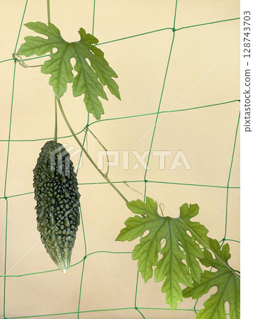 Bitter melon cultivation cream colored background Bitter melon cultivation cream colored background 128743703