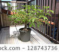 Baobab tree 10 years after germination 128743736
