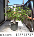 Baobab tree 10 years after germination 128743737