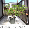 Baobab tree 10 years after germination 128743738