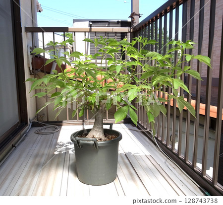 Baobab tree 10 years after germination Baobab tree 10 years after germination 128743738
