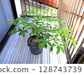 Baobab tree 10 years after germination 128743739