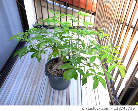 Baobab tree 10 years after germination Baobab tree 10 years after germination 128743739