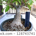 Baobab tree 10 years after germination 128743741