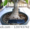 Baobab tree 10 years after germination 128743742
