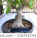 Baobab tree 10 years after germination 128743743