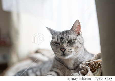 放鬆貓，沙巴特拉貓 128743856