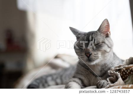 放鬆貓，沙巴特拉貓 128743857
