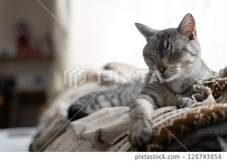 放鬆貓，沙巴特拉貓 128743858