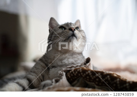 放鬆貓，沙巴特拉貓 128743859