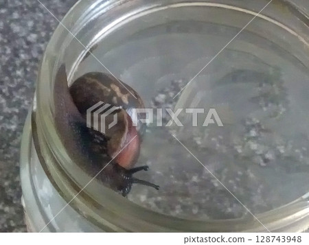Snail s Perilous Climb Navigating the Glassy Terrain of a Transparent Container 128743948