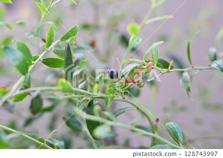 Berry fruit (bilberry) 128743997