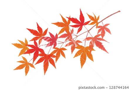 楓葉，秋葉，樹枝，插圖，水彩畫 128744164