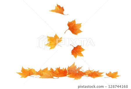 Fallen leaves illustration watercolor plane tree Fallen leaves illustration watercolor plane tree 128744168