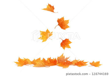 Fallen leaves illustration watercolor plane tree Fallen leaves illustration watercolor plane tree 128744169