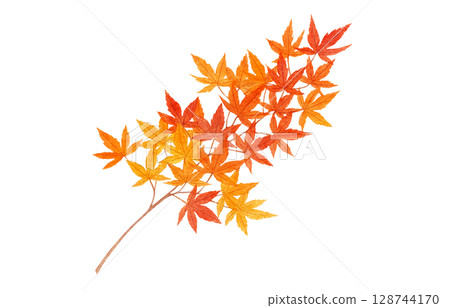 楓葉，秋葉，樹枝，插圖，水彩畫 128744170