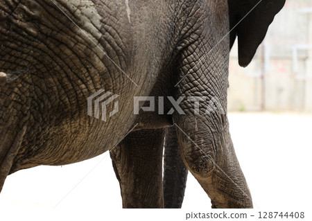 懷孕的雌性森林象 128744408