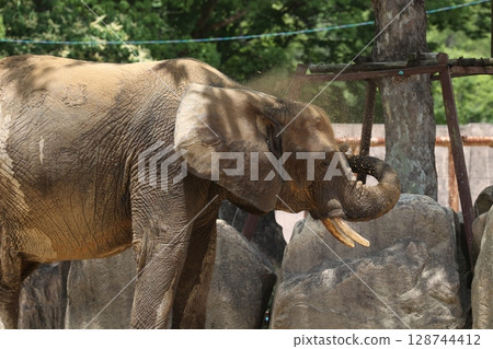 懷孕的雌性森林象 懷孕的雌性森林象 128744412