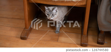 Cat peeking from under a chair: Siamese tabby cat 128744580