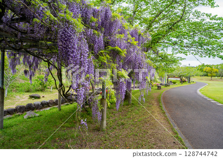 Roadside Station Osumi Yagoro Legendary Village Wisteria Flowers (Soo City) Roadside Station Osumi Yagoro Legendary Village Wisteria Flowers (Soo City) 128744742