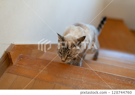 貓咪爬樓梯，暹羅虎斑貓 128744760