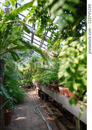Greenhouse with tropical plants in pots and irrigation hoses on floor. Plant cultivation vegetation Greenhouse with tropical plants in pots and irrigation hoses on floor. Plant cultivation vegetation 128745289