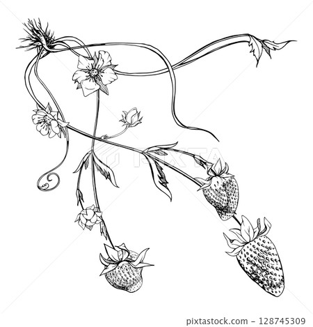 Strawberry on stems with flowers leaves vines tendrils, growing ripe garden berry pineberry strasberry. Isolated botanical hand drawn vector ink illustration. Farmers market, eco gardening calendar Strawberry on stems with flowers leaves vines tendrils, growing ripe garden berry pineberry strasberry. Isolated botanical hand drawn vector ink illustration. Farmers market, eco gardening calendar 128745309
