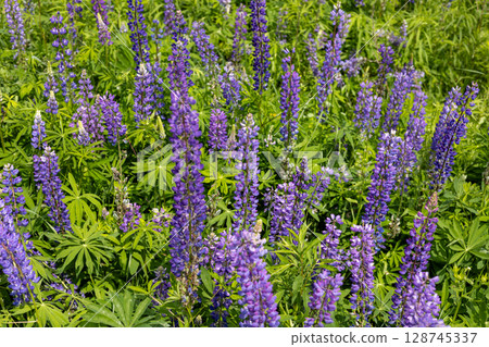 Wildflowers in shades of purple thrive in a lush green meadow under bright sunlight during a clear spring day, creating a picturesque landscape Wildflowers in shades of purple thrive in a lush green meadow under bright sunlight during a clear spring day, creating a picturesque landscape 128745337