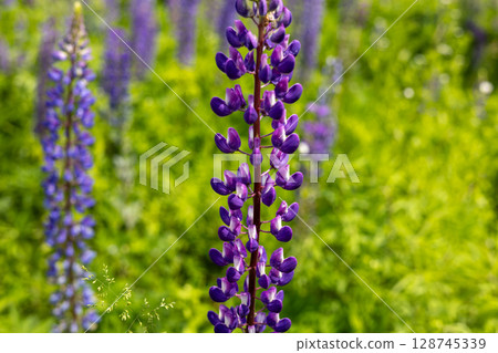 Purple lupine flowers stand tall amidst lush green grass, showcasing their beautiful petals in the bright sunlight of springtime Purple lupine flowers stand tall amidst lush green grass, showcasing their beautiful petals in the bright sunlight of springtime 128745339