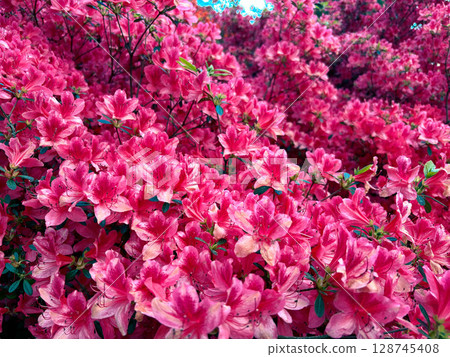 A lushly blooming bush of pink azalea. Pink azalea flowers. 128745408
