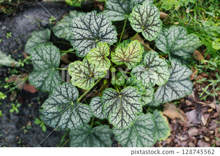 Heuchera Green Spice with colorful veined leaves in summer garden 128745562