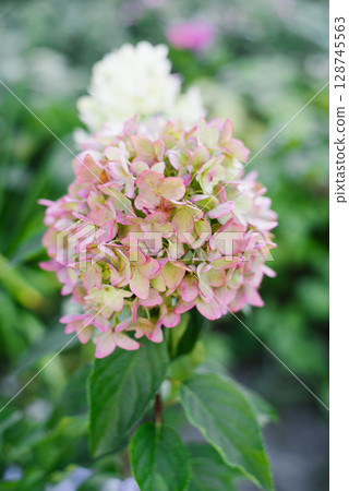 Hydrangea Bonfaire in Summer Garden 128745563