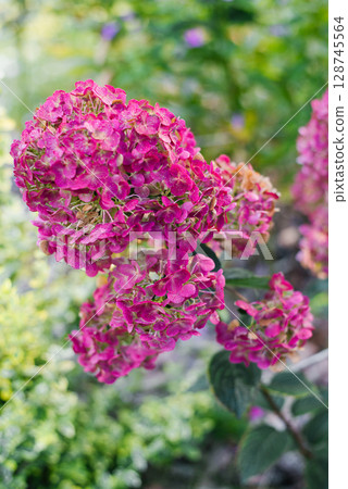Close Up of Framboisine Hydrangea Flowers 128745564