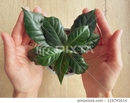 Female hands gently care for the leaves of a small coffee tree growing in a pot at home. Female hands gently care for the leaves of a small coffee tree growing in a pot at home. 128745614