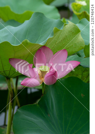 Lotus Lotus 128746414