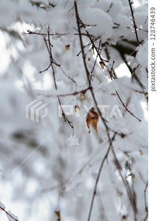 積雪覆蓋的樹木和枯葉 128746439