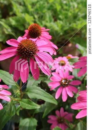 夏季花卉粉紅紫錐菊 夏季花卉粉紅紫錐菊 128746518