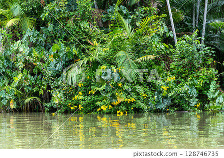 River boat tour on the Guama River at Belem do Para, a city on the north area of Brazil. 128746735