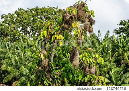 Hanging nests of the Black-necked weaver or Ploceus nigricollis on tree branches at Belem do Para in Brazil Hanging nests of the Black-necked weaver or Ploceus nigricollis on tree branches at Belem do Para in Brazil 128746736
